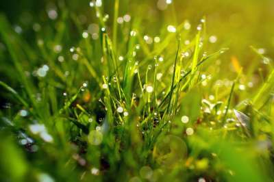 草 散景 绿色 植物 自然 叶子 春天 宏 雨滴 光 关闭