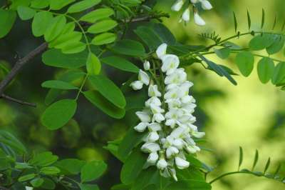 相思树 灌木 绽放 植物 性质 花朵 白色的花 可能 春天
