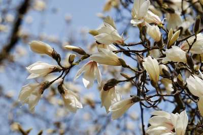 玉兰 树 茂盛的树 开花 芽 分行 春天 开花的树 春天的灯笼裤