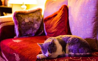 猫 睡猫 长椅 睡觉 小猫 宠物 睡眠 动物 可爱的 老虎