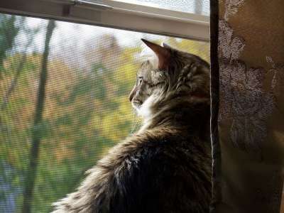 猫 动物 猫科动物 宠物