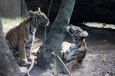 一只老虎 苏门答腊 小狗 动物 猫 捕食者 好的 伊赫拉瓦 毛皮