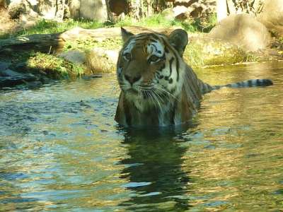 老虎 水 捕食者 动物园 大猫 洗澡
