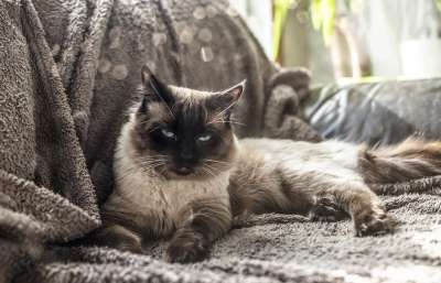 猫 布娃娃 小猫 动物 蓝色的 猫科动物 宠物 松弛 休息