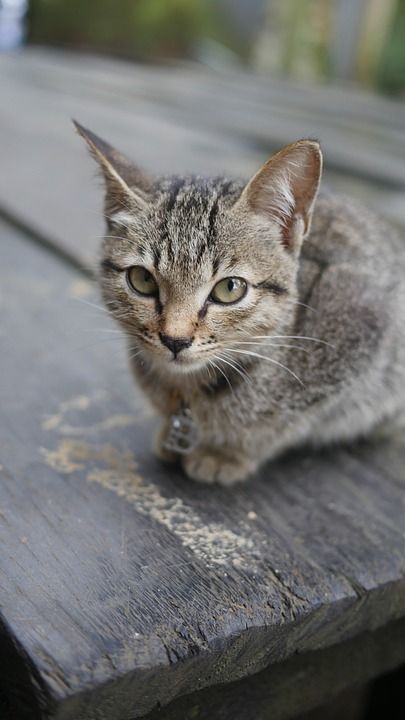 猫 小猫 动物 宠物 猫科动物 可爱 灰色 灰猫 老虎