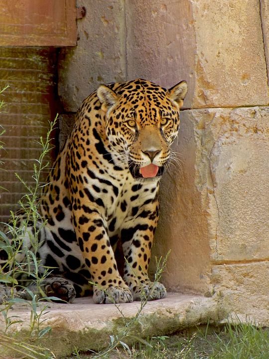 捷豹 斑点 猫科动物 毛皮 动物 荒野 捕食者 斑 动物园