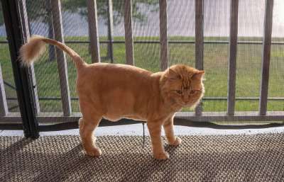 猫科动物 猫 橙色的 狮子剪 国内的 可爱的 动物 年轻 毛皮