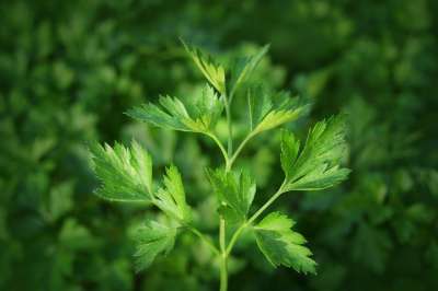 香菜 厨房的草药 草药 香料 沙拉 绿色 素食主义者 生的 健康