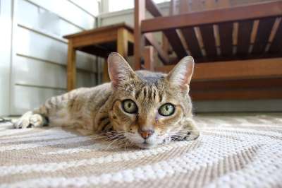 猫 宠物 国内的 动物 可爱的 哺乳动物 猫科动物 毛皮 基蒂