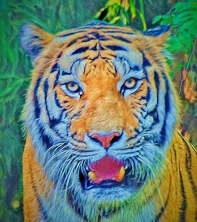 老虎 野生动物 动物 捕食者 猫 哺乳动物 猫科动物 食肉动物
