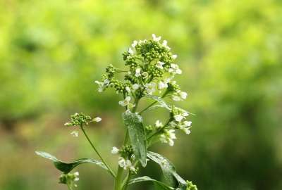 他妈的花 开花 地狱 春天 性质 植物