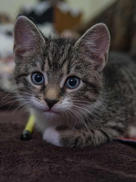 宿醉 小的 鲭鱼 小猫 家猫 家畜 可爱的 猫 猫宝宝 猫脸