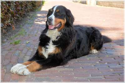 伯恩山犬 谱系 宠物 狗 犬类 小狗 咆哮 吠 伴侣