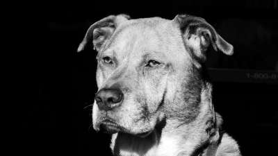 狗 拳击手 拉布拉多犬 混合的品种 黑和白 动物 宠物 犬类