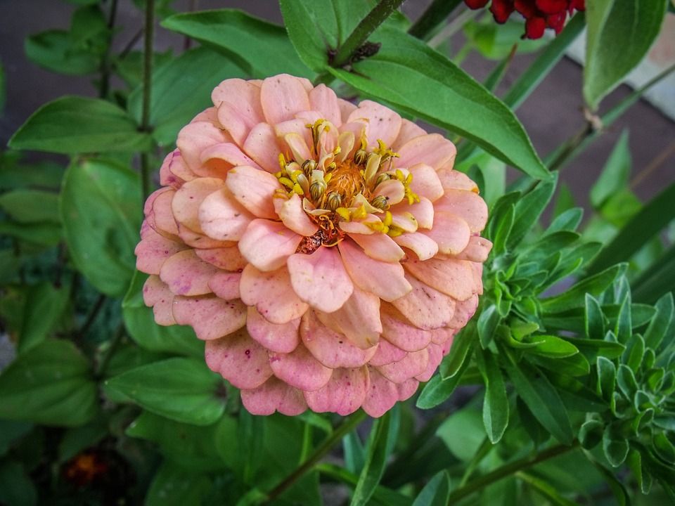 盛开, 工厂, 花, 自然, 植物群, 花园, 开花, 特写, 植物学