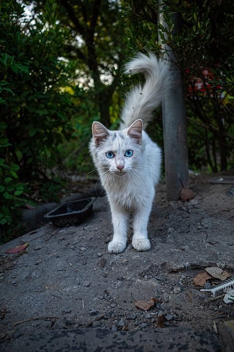 动物 猫 流浪猫 户外 猫科动物 宠物 国内的猫 国内动物