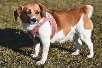 狗 宠物 动物 国内的 犬类 哺乳动物 特写