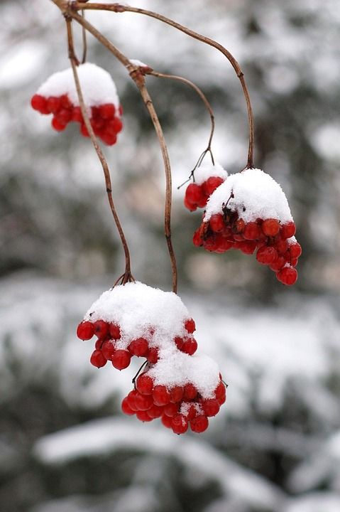 红色的 浆果 冬天 雪 霜 灰色的 白色的 灰色雪