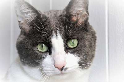 猫 看 眼睛 胡子 外貌 沉思 毛皮 动物的动物 一个有趣的