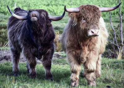 牛肉 公牛 牧场 农业 牛 家畜 反刍动物 角 加洛韦