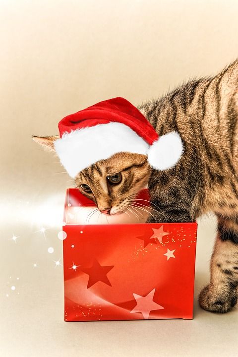 猫 家畜 动物 纸盒 圣诞老人的帽子 红色的 可爱的 小猫 眼睛
