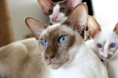 家庭 猫 暹罗 母亲 孩子们 男孩 小猫 毛皮 可爱的 动物