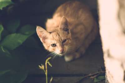 猫 眼睛 受伤 一只眼睛 村庄 疾病 优质的 木制的 户外的