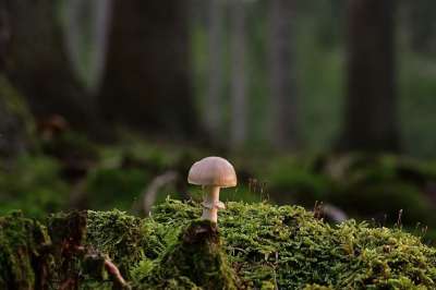 蘑菇 苔藓 森林 自然 真菌学