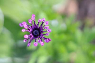 花 花瓣 紫色的 春天 夏天 绿色 优雅的 自然