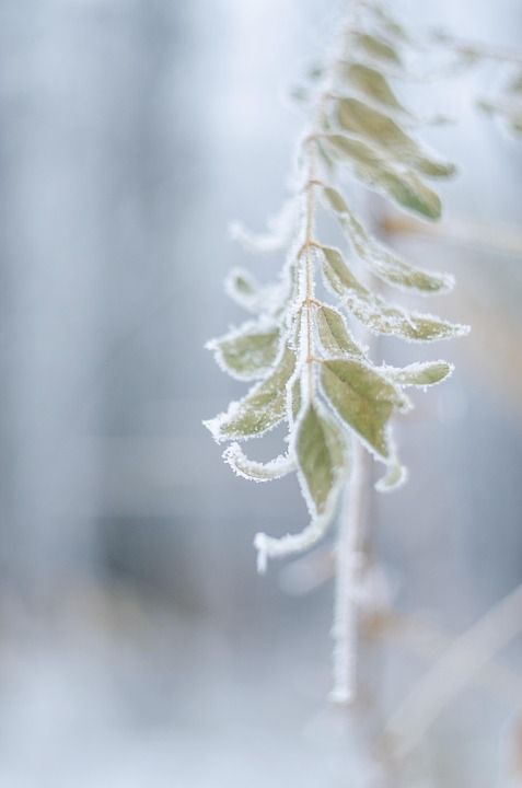 霜 寒冷的 叶子 分支 冬季 自然 弗罗斯特 雪 树木 树