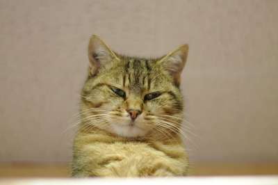 猫 老虎 捕食者 毛皮 动物 猫科动物 爱情 肖像 哺乳动物