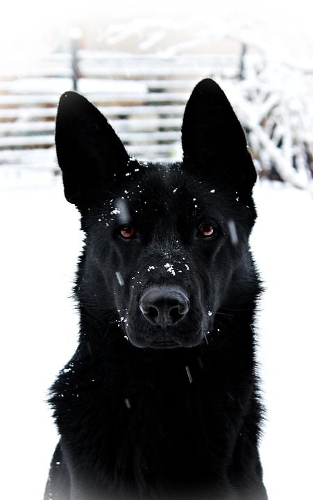 黑的德国牧羊犬 狗 降雪 雪 漂亮 狼