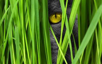 猫 眼睛 草 看法 劳尔的位置 猫眼 潜伏 猫脸 好奇的