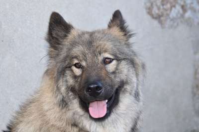 狗 狗Eurasier 狗枪口黑 粉红色的舌头的狗 狗肖像
