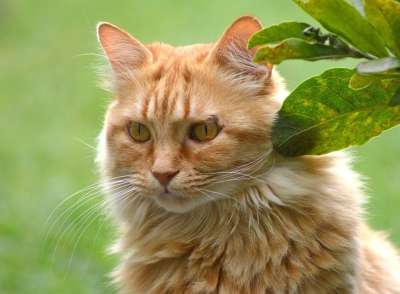猫 宿醉 红色宿醉 肖像 长发 红色的 鲭鱼 主浣熊 家畜