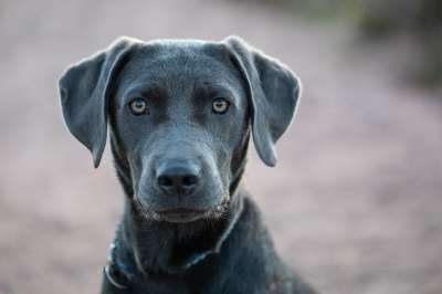 狗 拉布拉多犬 宠物 犬类 可爱的 动物