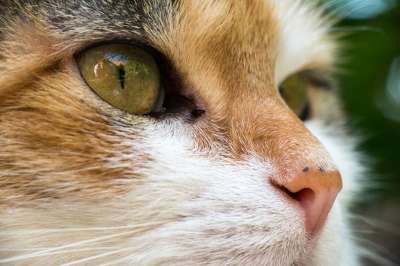 猫 幸运猫 家猫 猫脸 Katzenkopf 眼睛 细心 手表