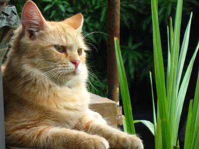 猫 动物 宠物 小猫 下大雨