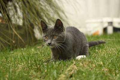 猫 草 户外 猫科动物 动物 国内的猫 国内动物