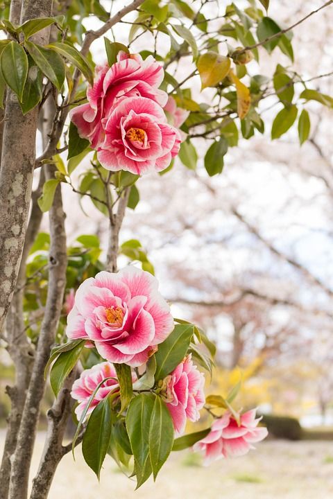 鲜花 茶花 春天 日本 红色的
