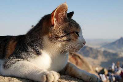 猫 猫脸 动物 猫的眼睛 猫鼻子 小猫