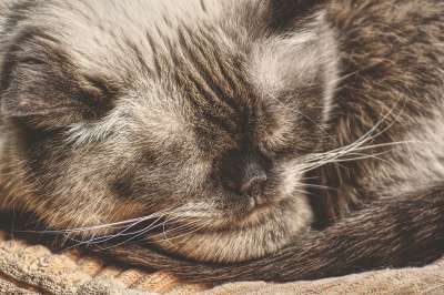 猫 英国短毛猫 家猫 可爱的 家畜 纯种 品种猫 毛皮 花园