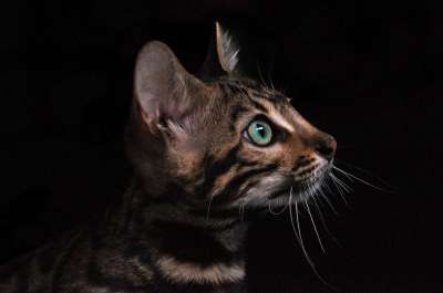 猫 狗 狗和猫 猫狗 宠物 可爱的 国内的 动物 小猫