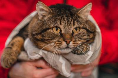 肥猫 英国猫 庇护猫 二叠纪 猫科动物 希望之岛 大胡子 老虎