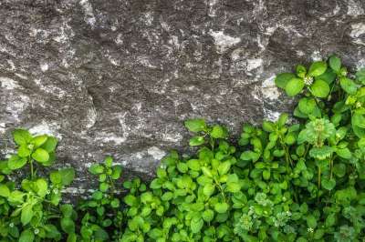 植物 阔叶 叶子 大自然 石头 岩石 石墙 绿色 质地 春天