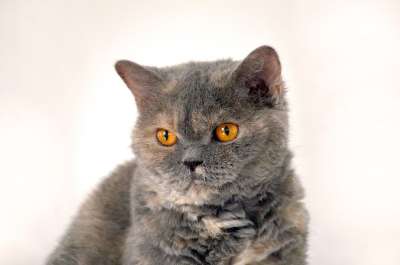 猫 动物 英国短毛猫 家畜 野生动物 看法 猫眼 猫脸