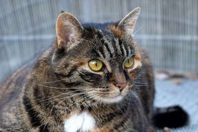 猫 动物 鲭鱼 家畜 肖像 家猫 猫眼 可爱的 头 动物肖像