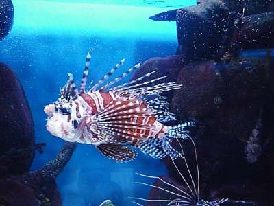 鱼 异常 狮子鱼 有毒 颜色 海底世界 水族馆 动物园