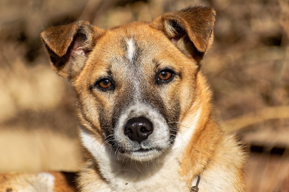 动物, 狗, 犬类, 小狗, 毛皮, 哺乳动物, 宠物