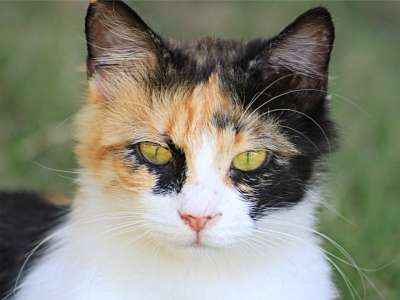 猫 家猫 肖像猫 小猫 肖像 猫肖像 动物 家畜 朋友